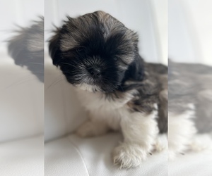 Shih Tzu Puppy for sale in WASHINGTON, DC, USA