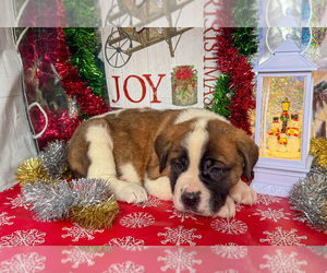 Medium Saint Bernard
