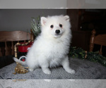 Puppy Glacier Miniature American Eskimo