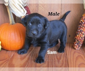 Labrador Retriever Puppy for sale in BRIDGEWATER, VA, USA