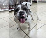 Small #1 American Bulldog Mix