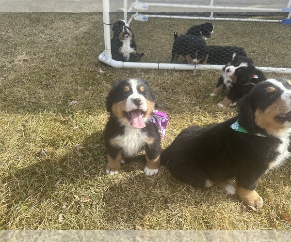Medium Photo #12 Bernese Mountain Dog Puppy For Sale in ATHENS, WI, USA