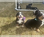 Small #11 Bernese Mountain Dog