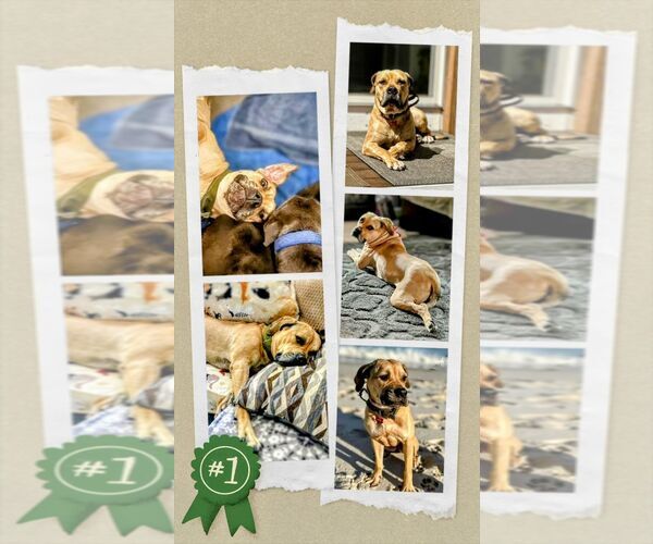 Medium Photo #1 Mastiff-Unknown Mix Puppy For Sale in columbia, SC, USA