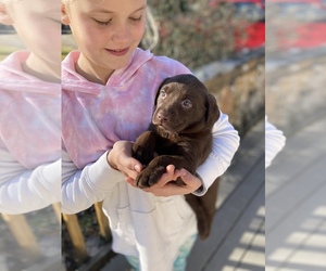 Labrador Retriever Puppy for sale in BREWSTER, WA, USA