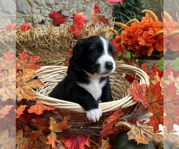 Medium Photo #3 Bordernese Puppy For Sale in LATROBE, PA, USA