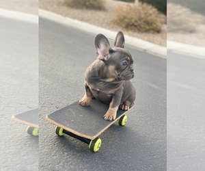 French Bulldog Puppy for sale in LAS VEGAS, NV, USA