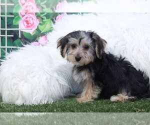 Yo-Chon Puppy for sale in MARIETTA, GA, USA