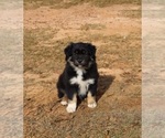 Small Photo #13 Miniature American Shepherd Puppy For Sale in DAWSON, GA, USA