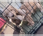 Small #1 Goldendoodle