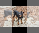 Small Photo #9 Doberman Pinscher Puppy For Sale in DAMASCUS, OR, USA