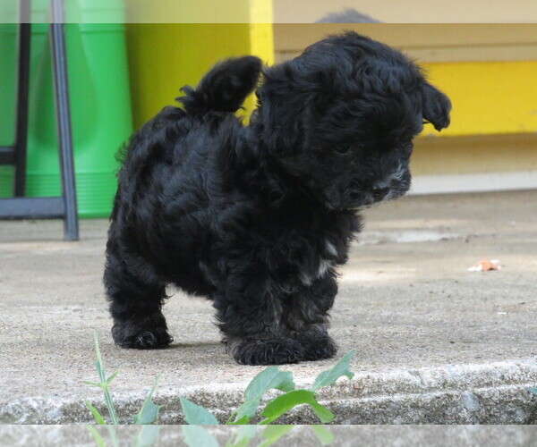 Medium Photo #6 ShihPoo Puppy For Sale in DONGOLA, IL, USA