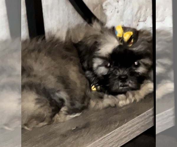 Medium Photo #2 Shih Tzu Puppy For Sale in DENTON, MD, USA