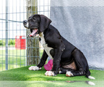Small #7 Great Dane