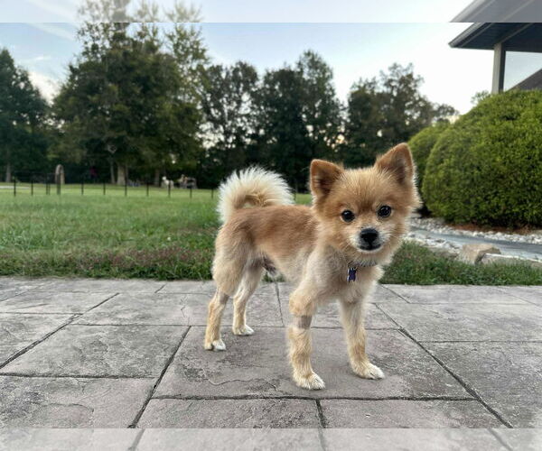 Medium Photo #7 Pomeranian Puppy For Sale in Cookeville, TN, USA