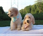 Small #21 Goldendoodle