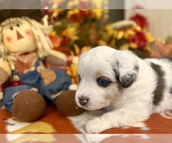 Medium Photo #5 Miniature Australian Shepherd Puppy For Sale in ANTHONY, FL, USA