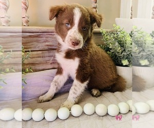 Border Collie Puppy for Sale in RIPON, California USA