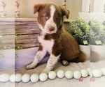 Small Photo #1 Border Collie Puppy For Sale in RIPON, CA, USA