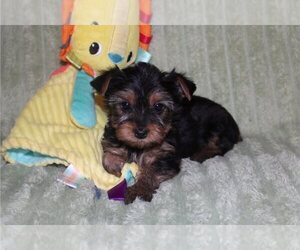 Yorkshire Terrier Puppy for sale in ORLANDO, FL, USA