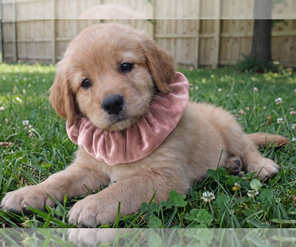 Medium Photo #1 Golden Retriever Puppy For Sale in Grovertown, IN, USA