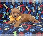 Small #6 Cavapoo (Miniature)