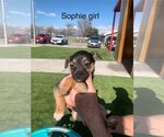 Small Photo #1 Chiweenie Puppy For Sale in San Angelo, TX, USA
