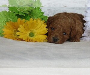 Goldendoodle (Miniature) Puppy for Sale in HANCOCK, Minnesota USA