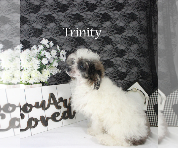 Medium Photo #18 Poodle (Miniature) Puppy For Sale in CHANUTE, KS, USA