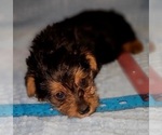 Small Photo #207 Yorkshire Terrier Puppy For Sale in AKRON, OH, USA
