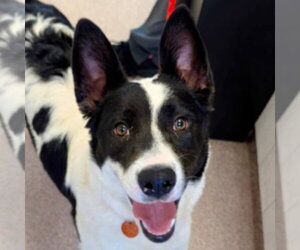 Thea - Female Border Collie-Unknown Mix Dog for Adoption - Photo #9