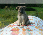 Small #1 German Shepherd Dog