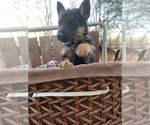 Small Photo #5 German Shepherd Dog Puppy For Sale in BEDFORD, IN, USA