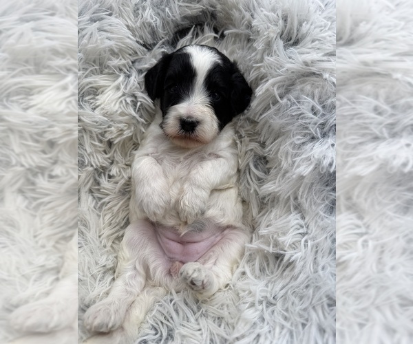 Medium Photo #2 Goldendoodle mix (+ Poodle Miniature) Puppy For Sale in HAYDEN, AL, USA