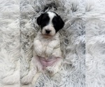 Small Photo #19 Goldendoodle mix (+ Poodle Miniature) Puppy For Sale in HAYDEN, AL, USA