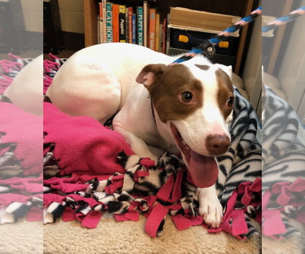 Medium Photo #3 Parson Russell Terrier-Pointer Mix Puppy For Sale in Amarillo, TX, USA