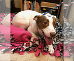 Small #2 Parson Russell Terrier-Pointer Mix