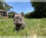 Puppy Yogi French Bulldog