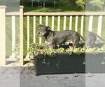 Small #4 American Staffordshire Terrier Mix