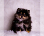 Small Photo #106 Pomeranian Puppy For Sale in WARSAW, IN, USA