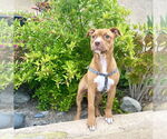 Small American Staffordshire Terrier Mix