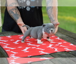 Puppy Puppy 1 American Bully