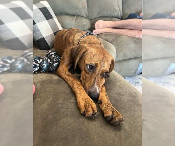 Medium Photo #7 Redbone Coonhound-Unknown Mix Puppy For Sale in Westwood, NJ, USA