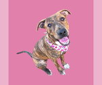*LADY - Female Mutt Dog for Adoption - Small photo