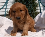 Small #6 Golden Retriever