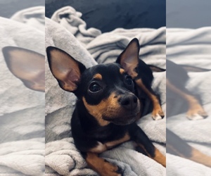 Miniature Pinscher Puppy for sale in GREENFIELD, MA, USA