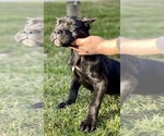 Small Photo #5 Cane Corso Puppy For Sale in ALLENTOWN, PA, USA