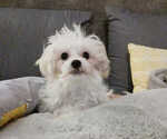 Small Photo #1 Maltese Puppy For Sale in MOORESVILLE, NC, USA