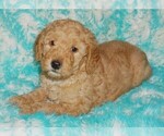 Small #1 Miniature Labradoodle