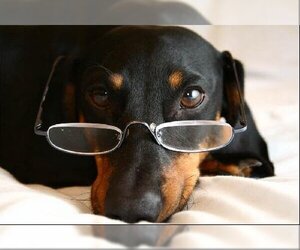 Afraid of Commitment - Female Dachshund Dog for Adoption - Photo #2